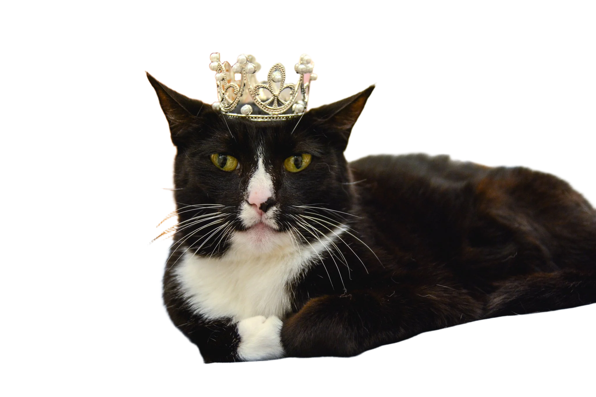 Pet: clean merchandise asset after background removal