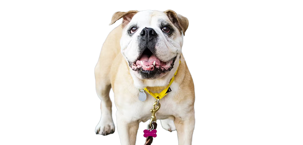 Pet: profile-ready cleanup after background removal