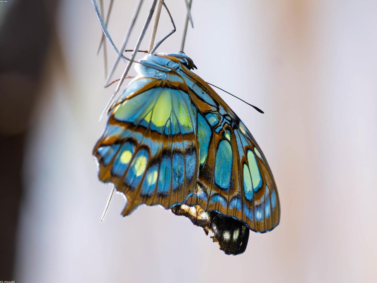 Nature: creative subject isolation before background removal