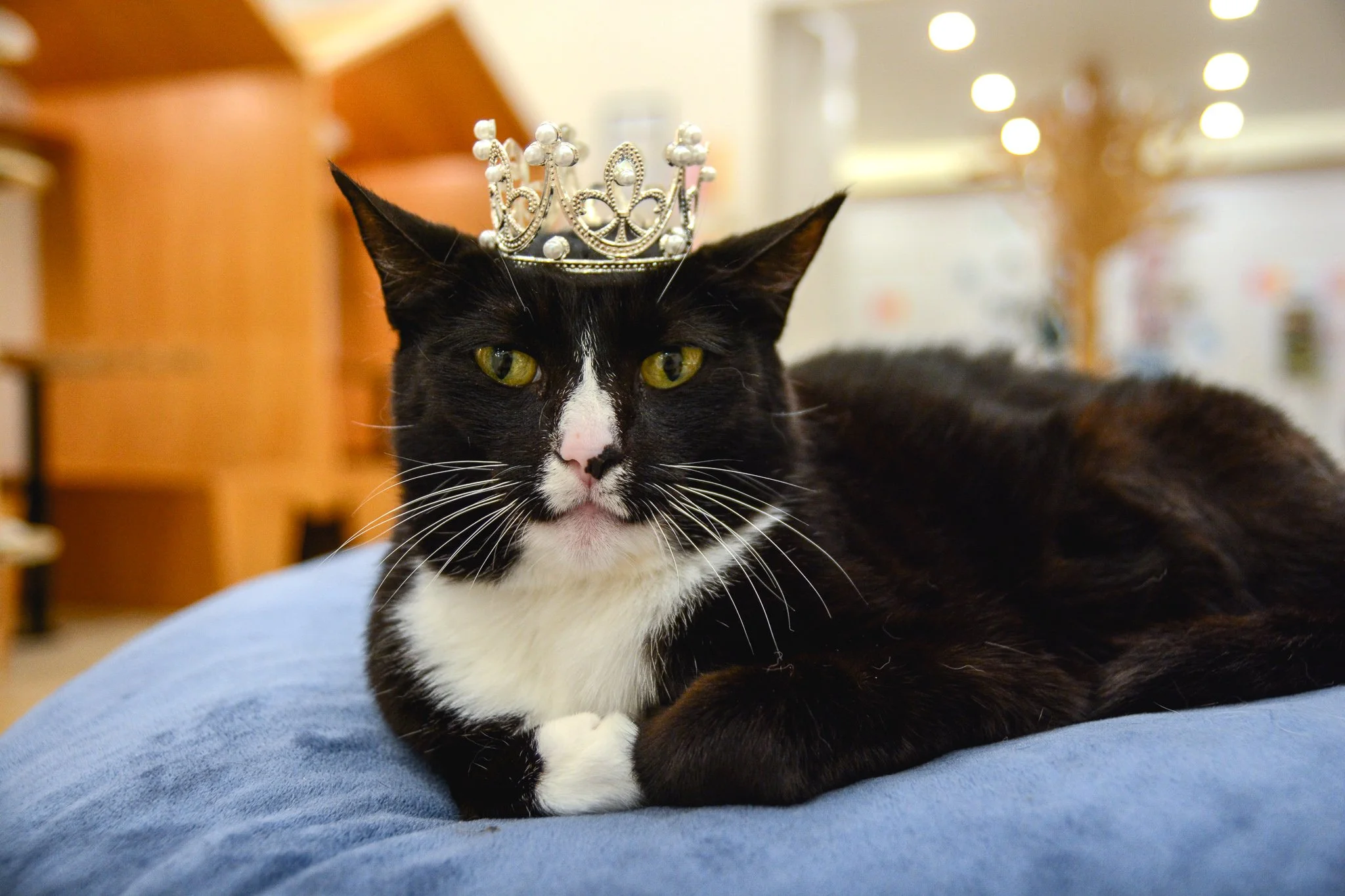 Pet: clean merchandise asset before background removal